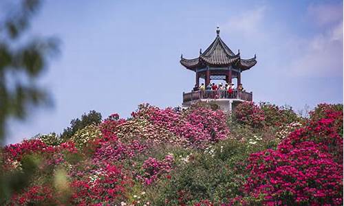 毕节百里杜鹃最佳时间_贵州毕节百里杜鹃最佳时间